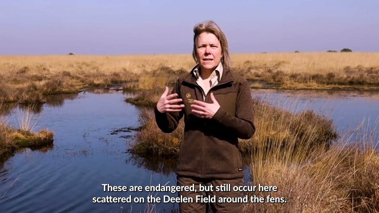 #5 – Wildlife & Biodiversity #PeatlandsMatter
