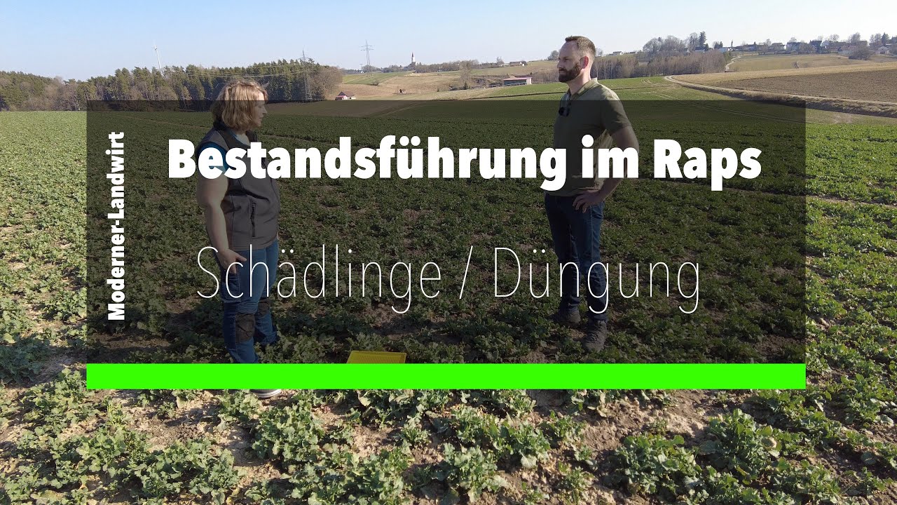 Raps Bestandsführung im Frühjahr  - Schädlinge / Düngung / Spurenelemente / Biostimulanzien