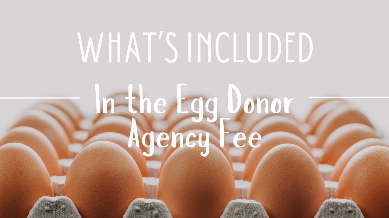 What's Included in the Egg Donor Agency Fee