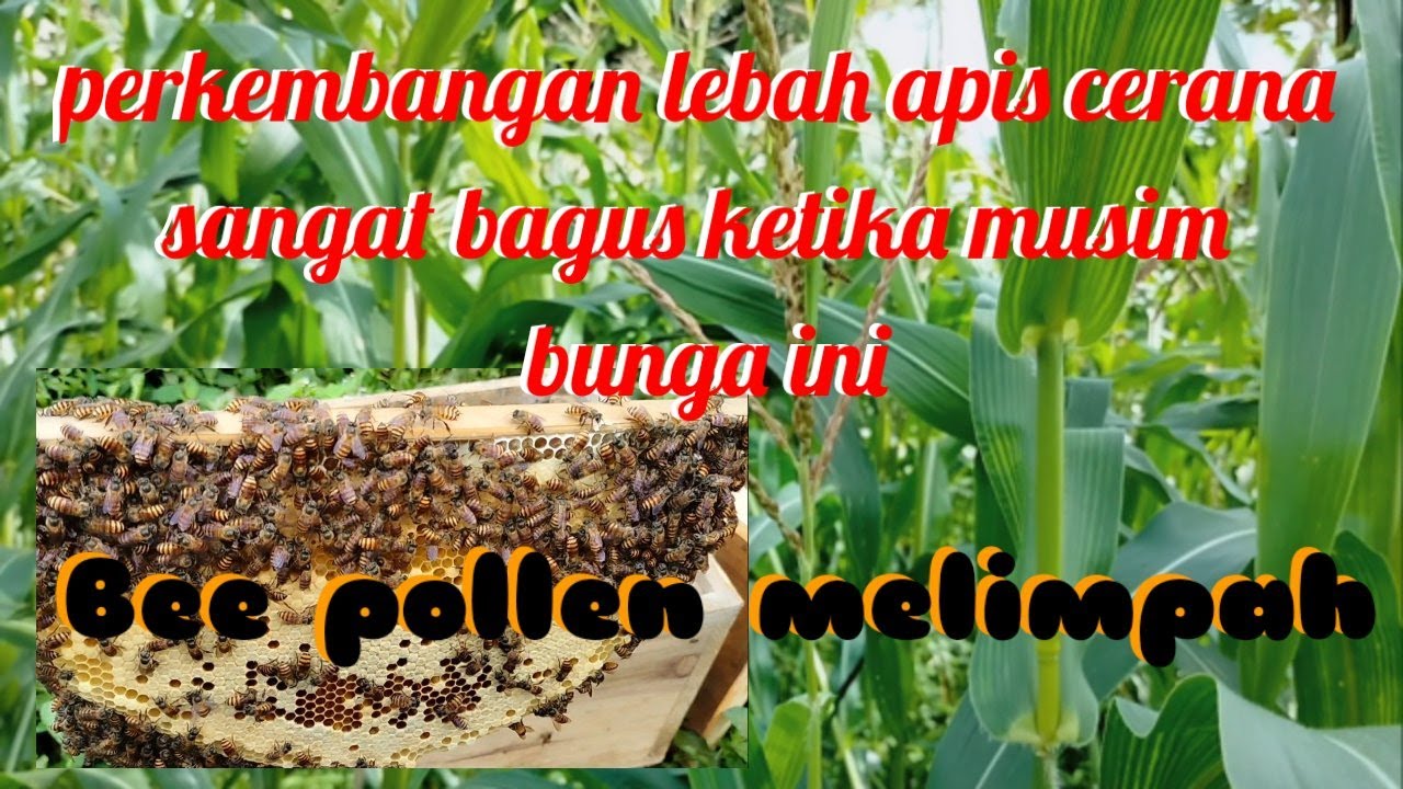 perkembangan lebah apis cerana ketika musim bunga jagung ~ lebah madu jawa