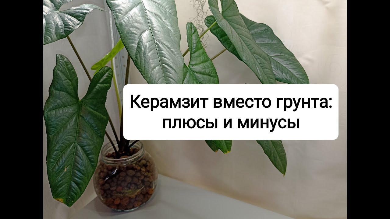 Керамзит вместо грунта: плюсы и минусы
