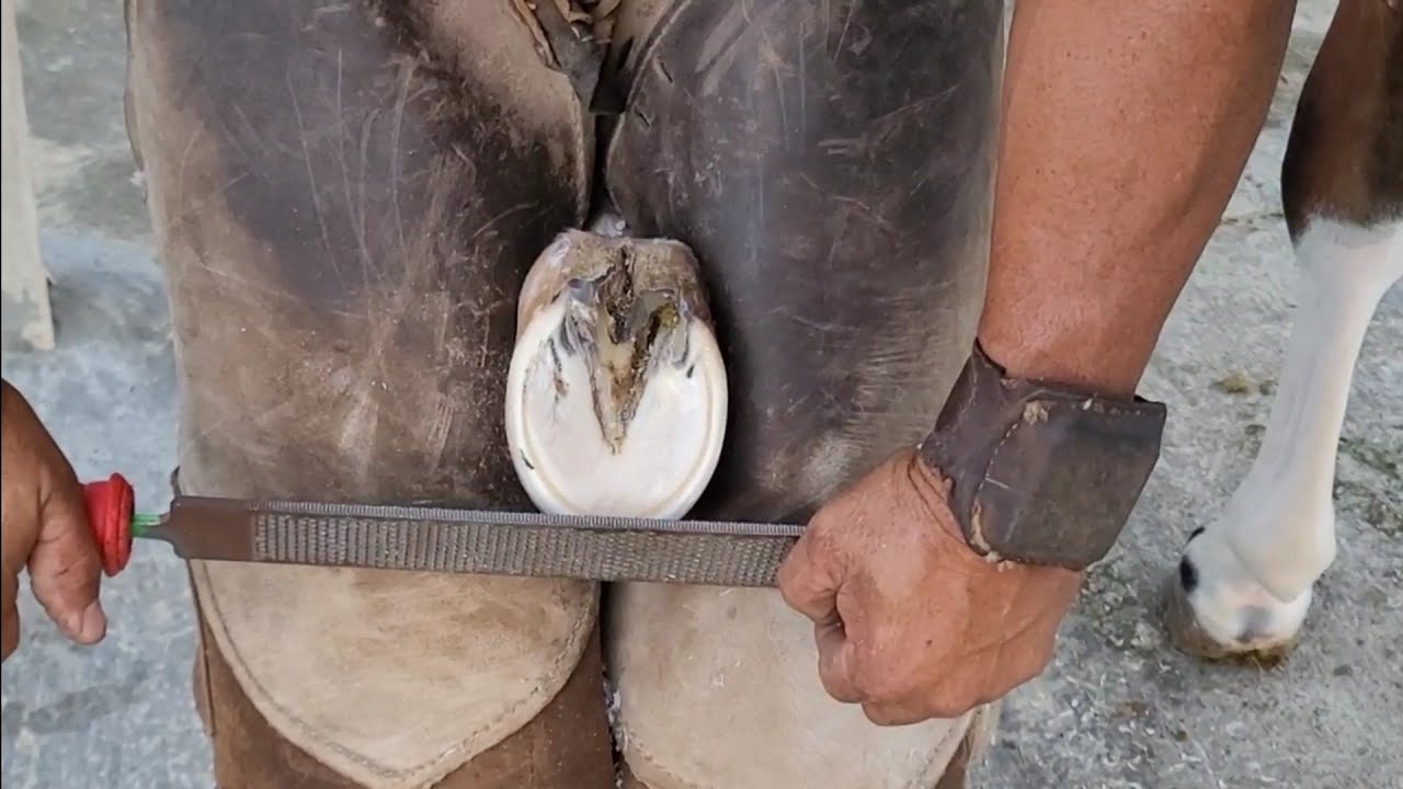 Como recortar los cascos a un potro.