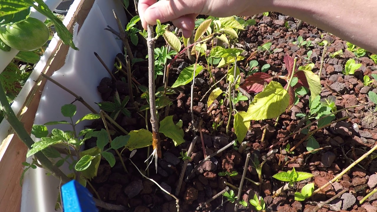 Growing Elderberry from Cuttings in 60 seconds