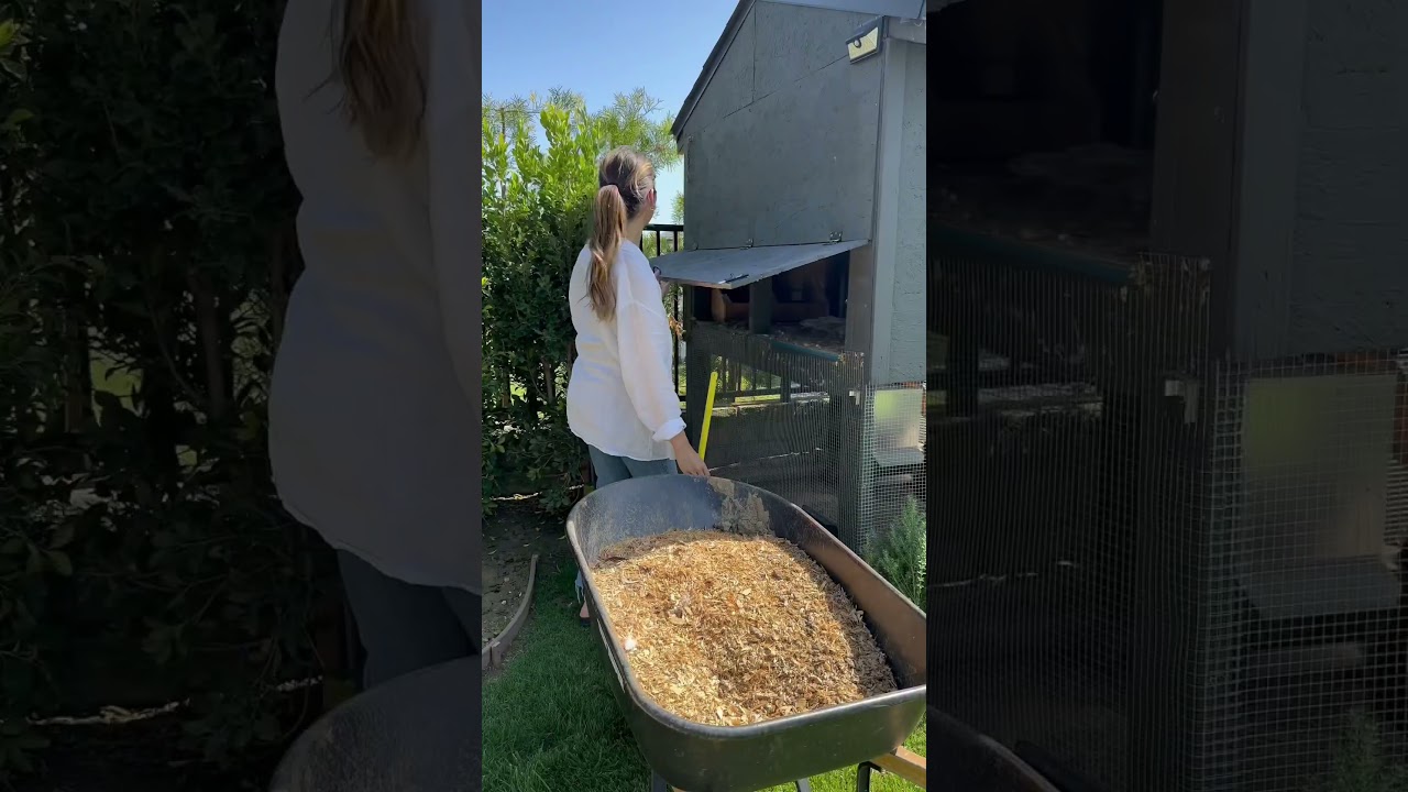 Как мы чистим наш курятник на заднем дворе #фермерствоназаднемдворе #курыназаднемдворе #убираемвм...