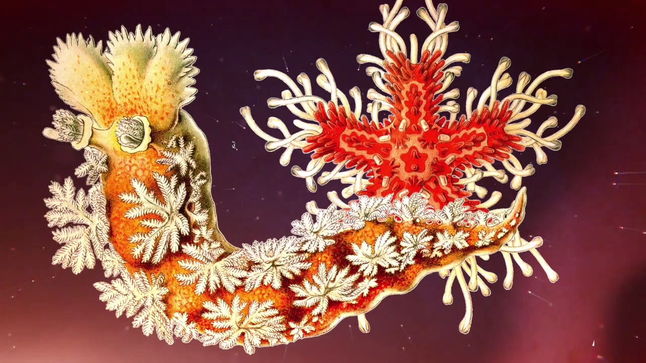 Incredible Life Forms by Ernst Haeckel COLORING BOOK TRAILER