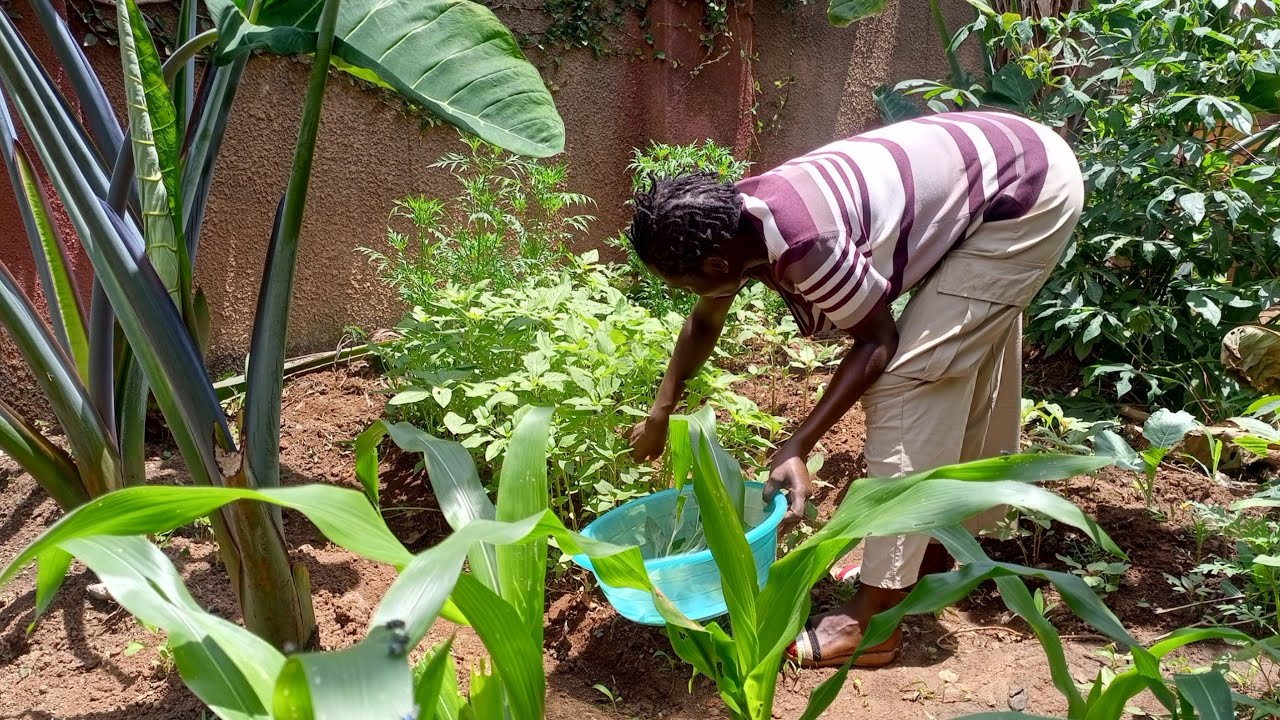 Garedn To Table. Harvesting And Cooking Fresh Vegetables From Our Backyard Garden. 