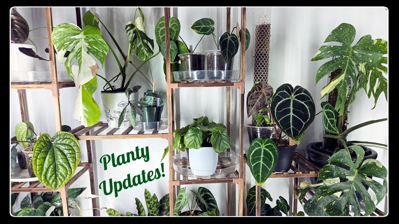Plant Room Update | New Growth on My Anthuriums, Albo Monsteras & More!