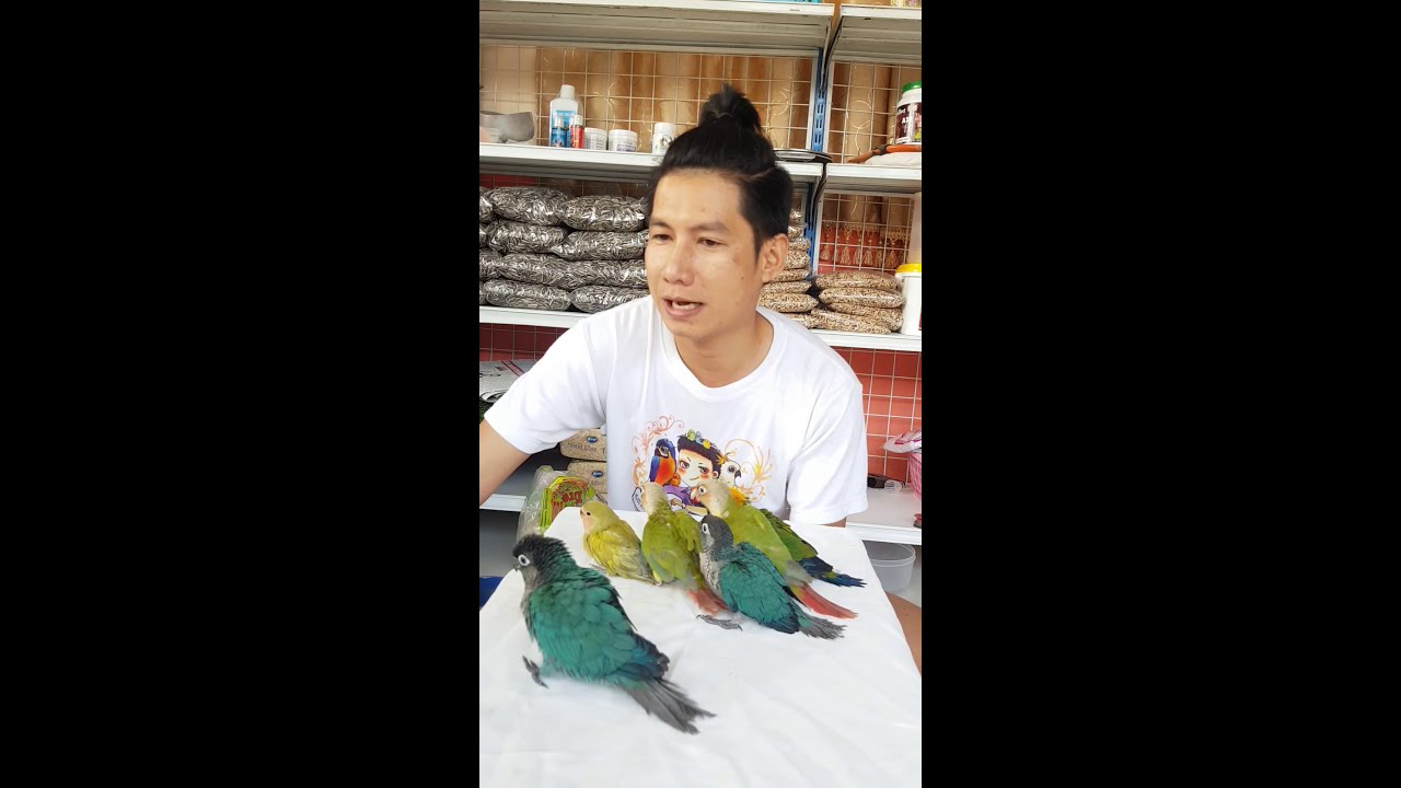 ควรฝึกทักษะให้กับนกแก้วตอนไหน?