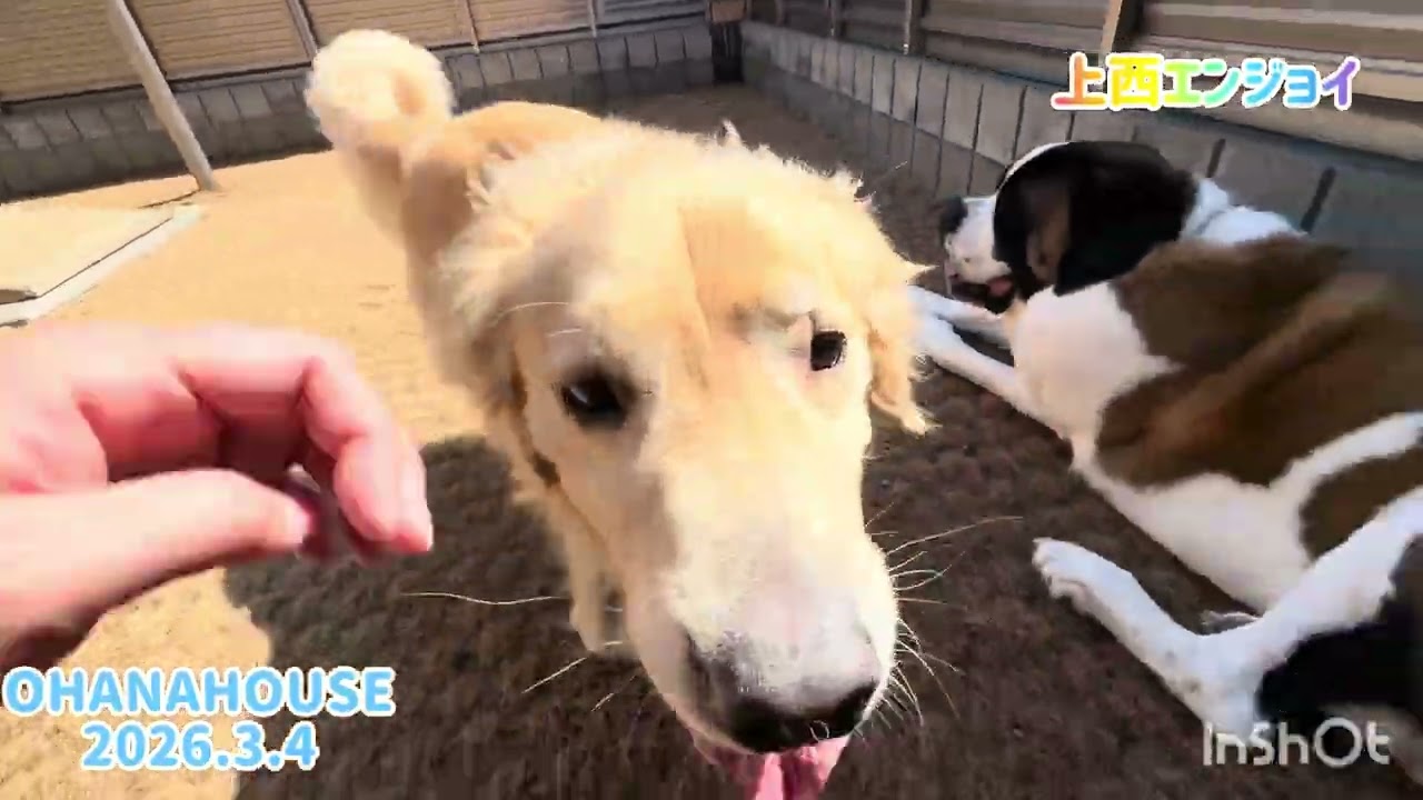 上西エンジョイ