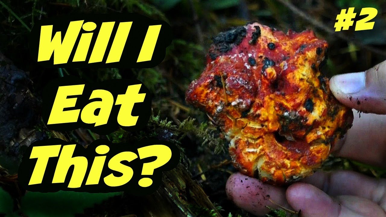 Will This Mushroom Make Me Sick? # 2 - ID'ing Wild Forest Mushrooms