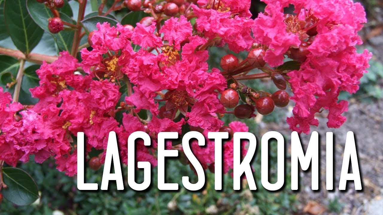 Aprende el cuidado de la lagerstroemia indica