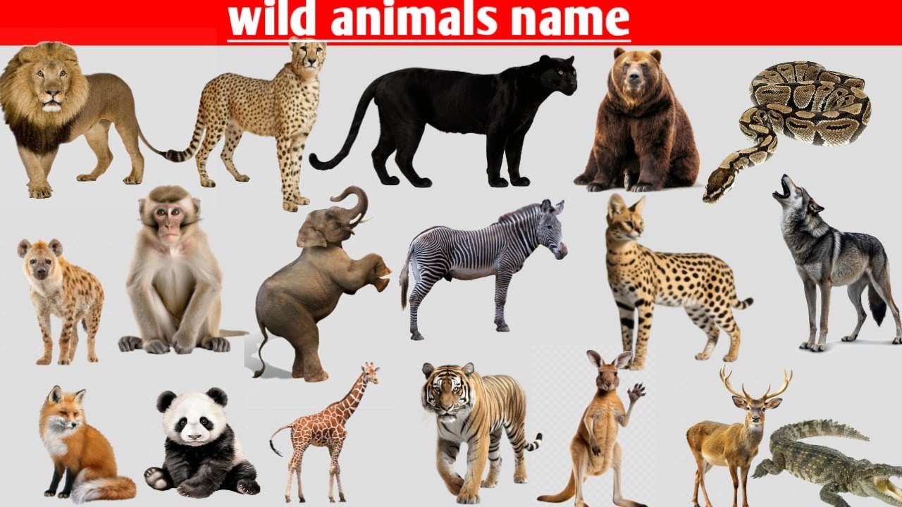 Wild Animals Learning Video for Kids | Jungle ke Janwaron ke Naam Fun & Easy Tarike Se” 🐯🦁🌿