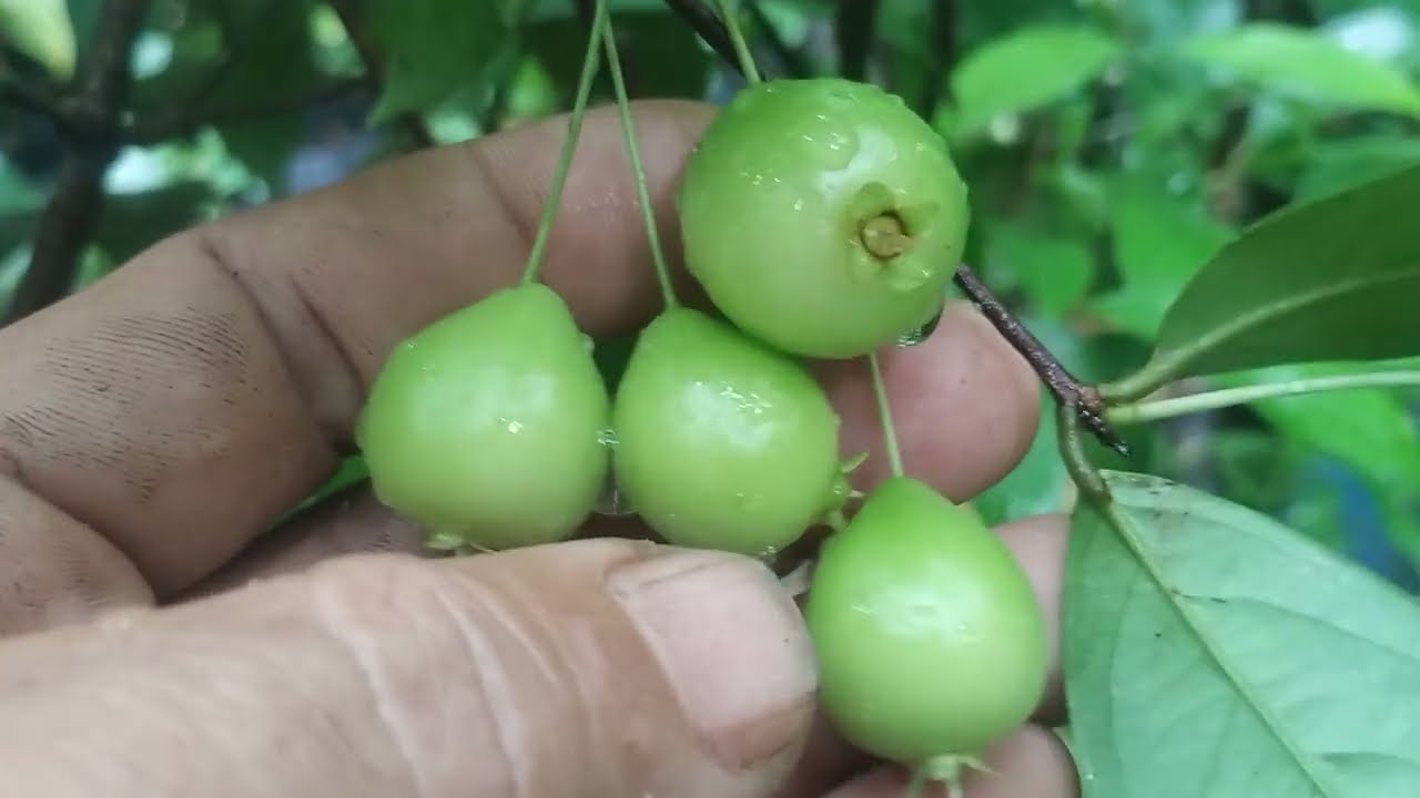 Frutífera produzindo em vaso Cambucá do sertão Plinia edulis ubaia rubi tamarindo redondo achachairu