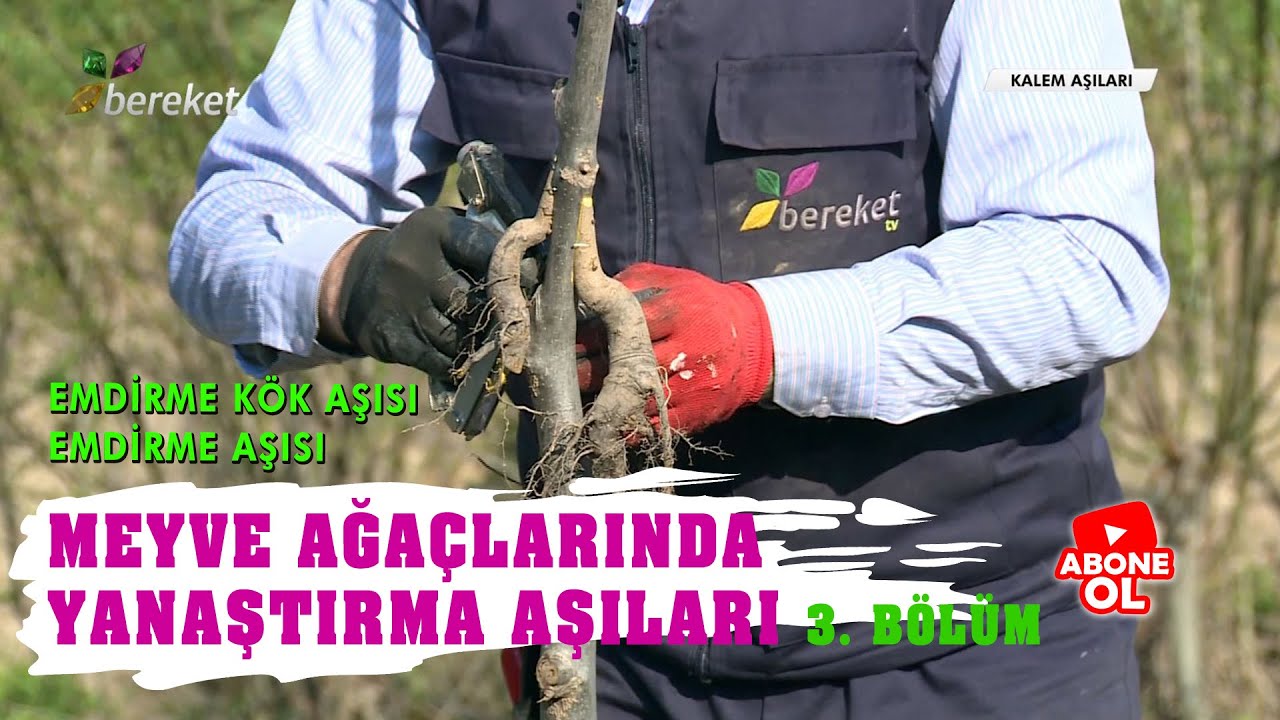 Tarımsal Eğitim | Meyve Ağaçlarında Yanaştırma Aşıları 3. Bölüm