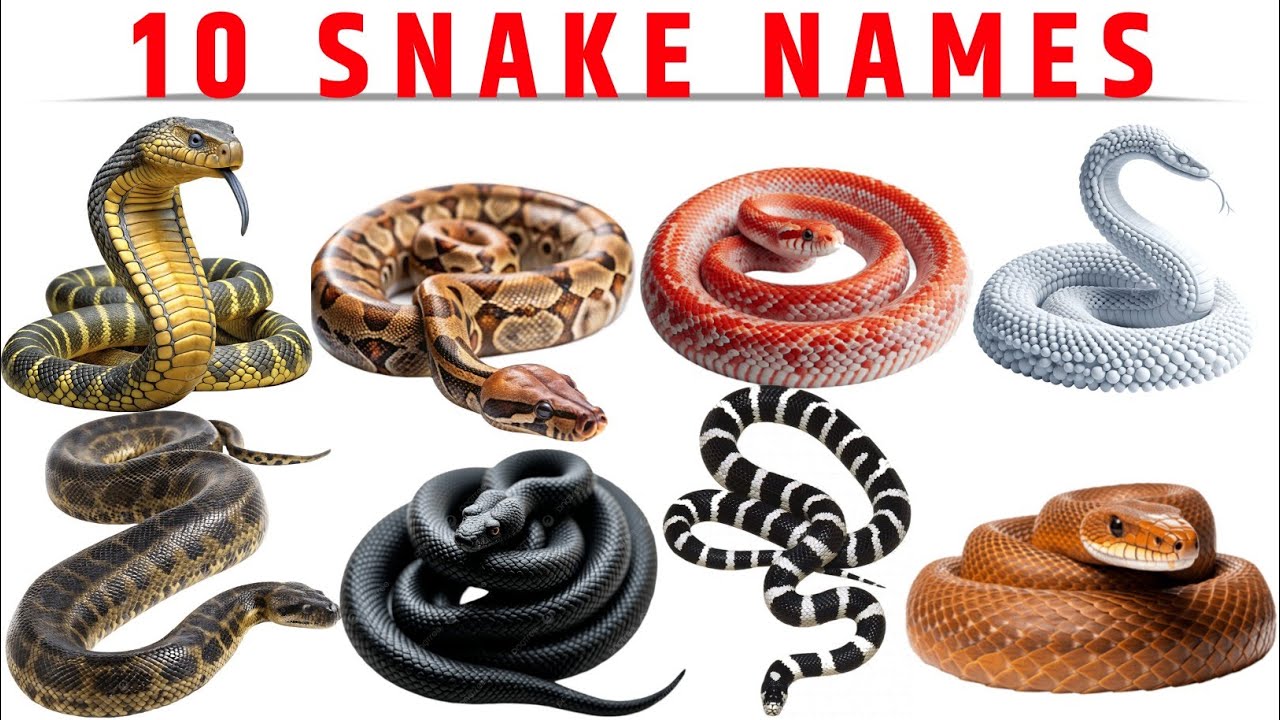 Snake Name In English For Kids | Learn 10 Snakes Names In English With Pictures | Snakes Names 