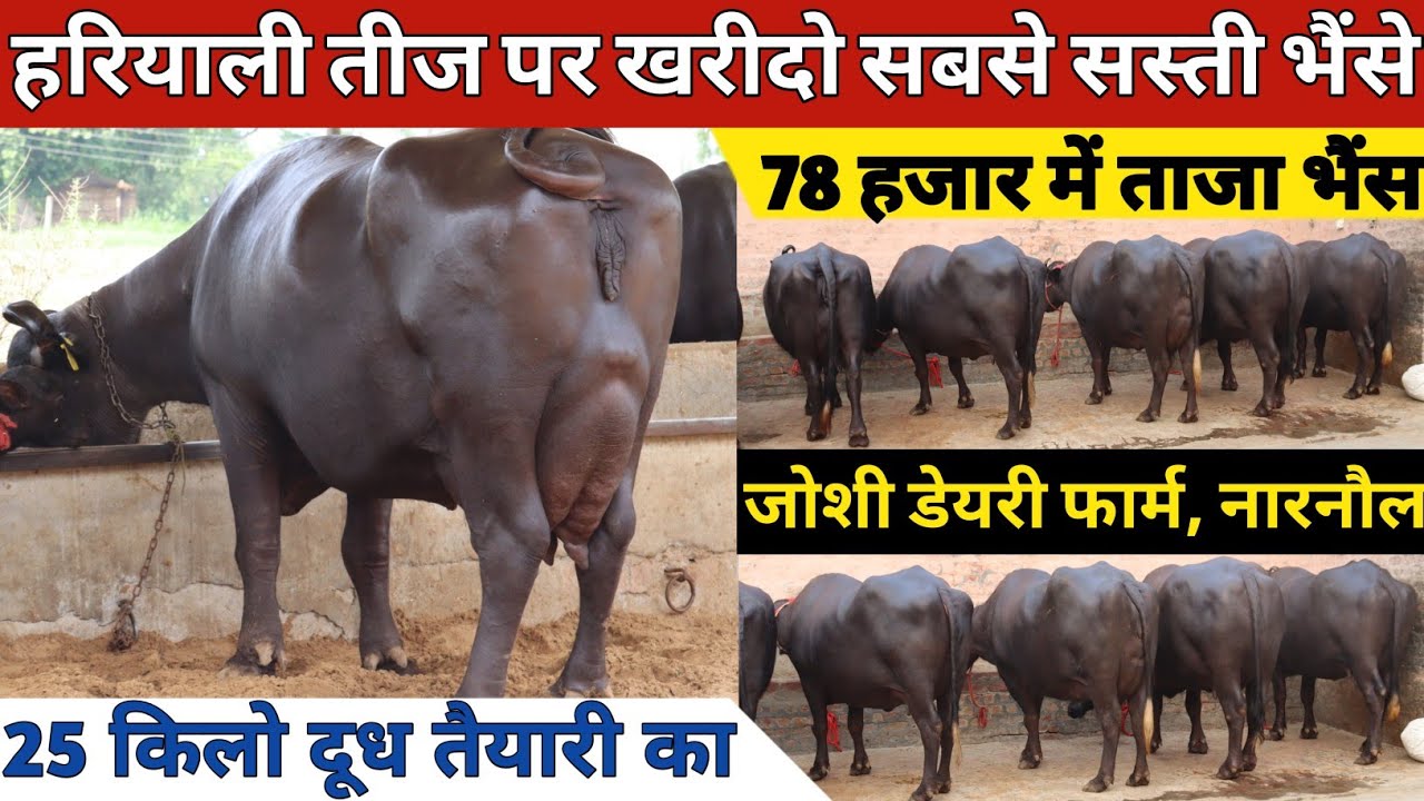 हरियाली तीज पर खरीदो सबसे सस्ती भैंसे, 78 हजार से शुरुआत | Joshi Dairy Farm (9813362304)