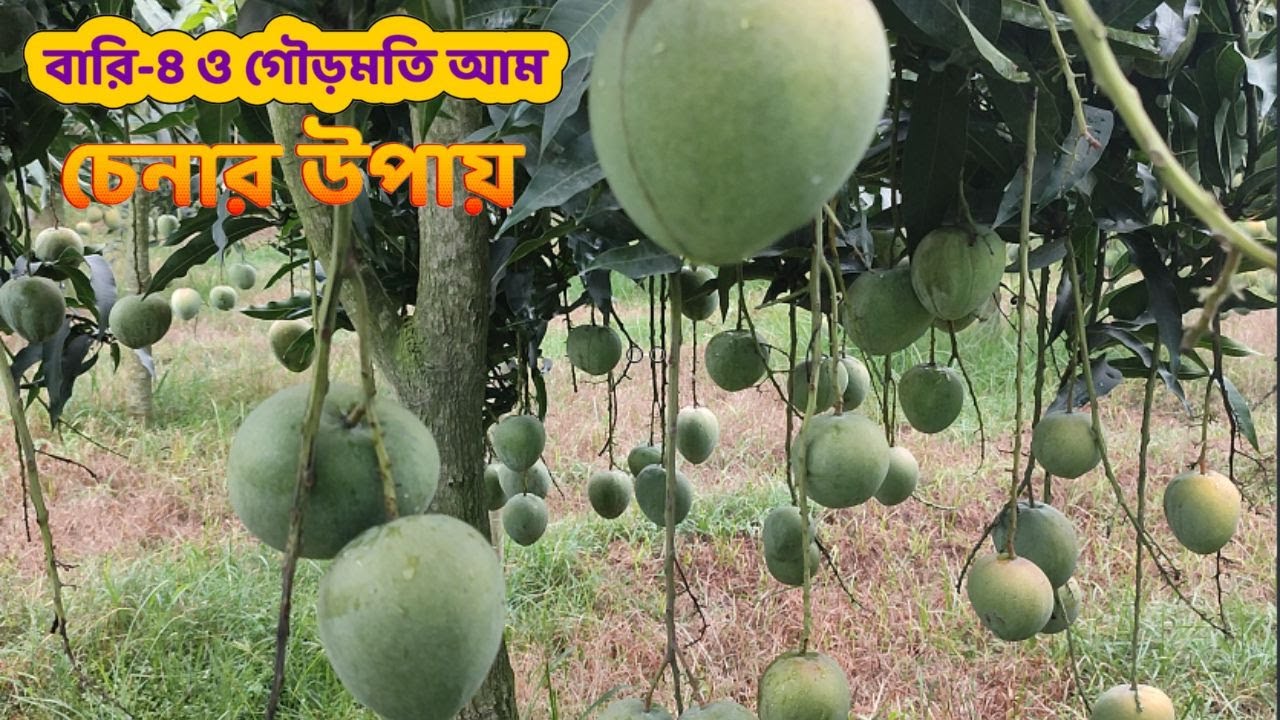 বারি ৪ ও গৌড়মতি আম চেনার উপায় ।। Late Variety Mango Garden