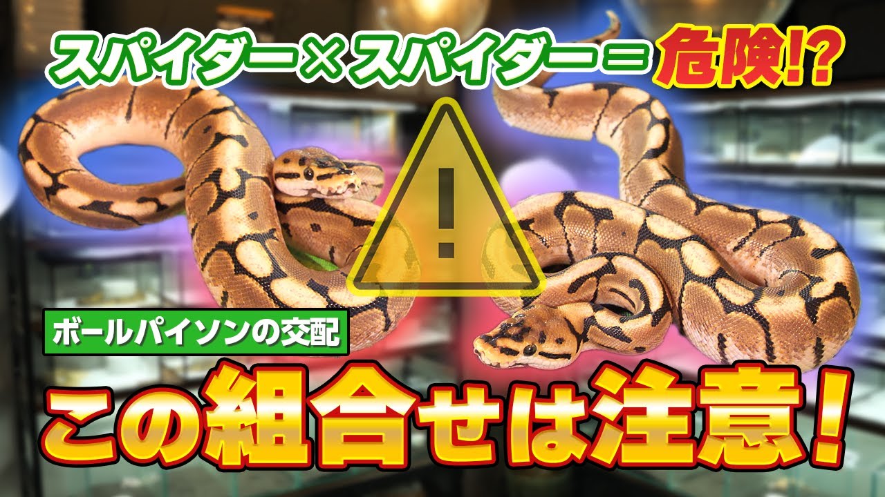 #46 初心者必見❗️❗️ ボールパイソンブリードの注意⚠️