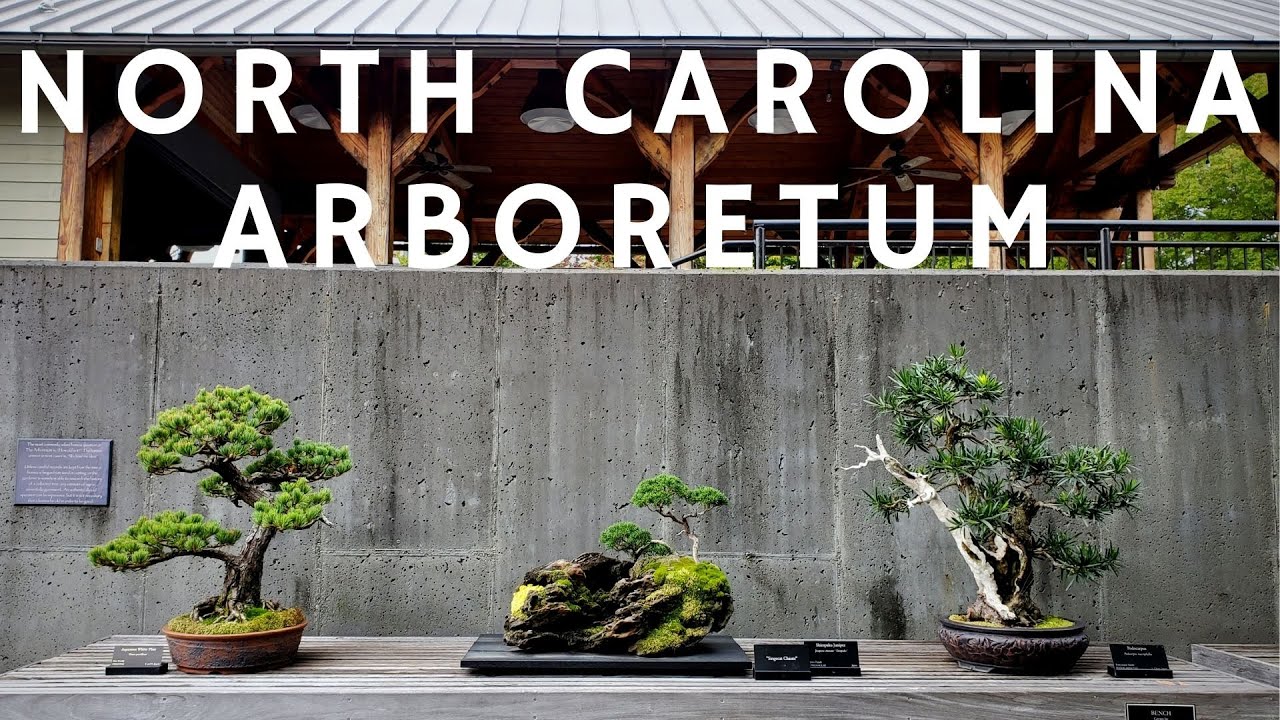 The North Carolina Arboretum - Bonsai Exhibition