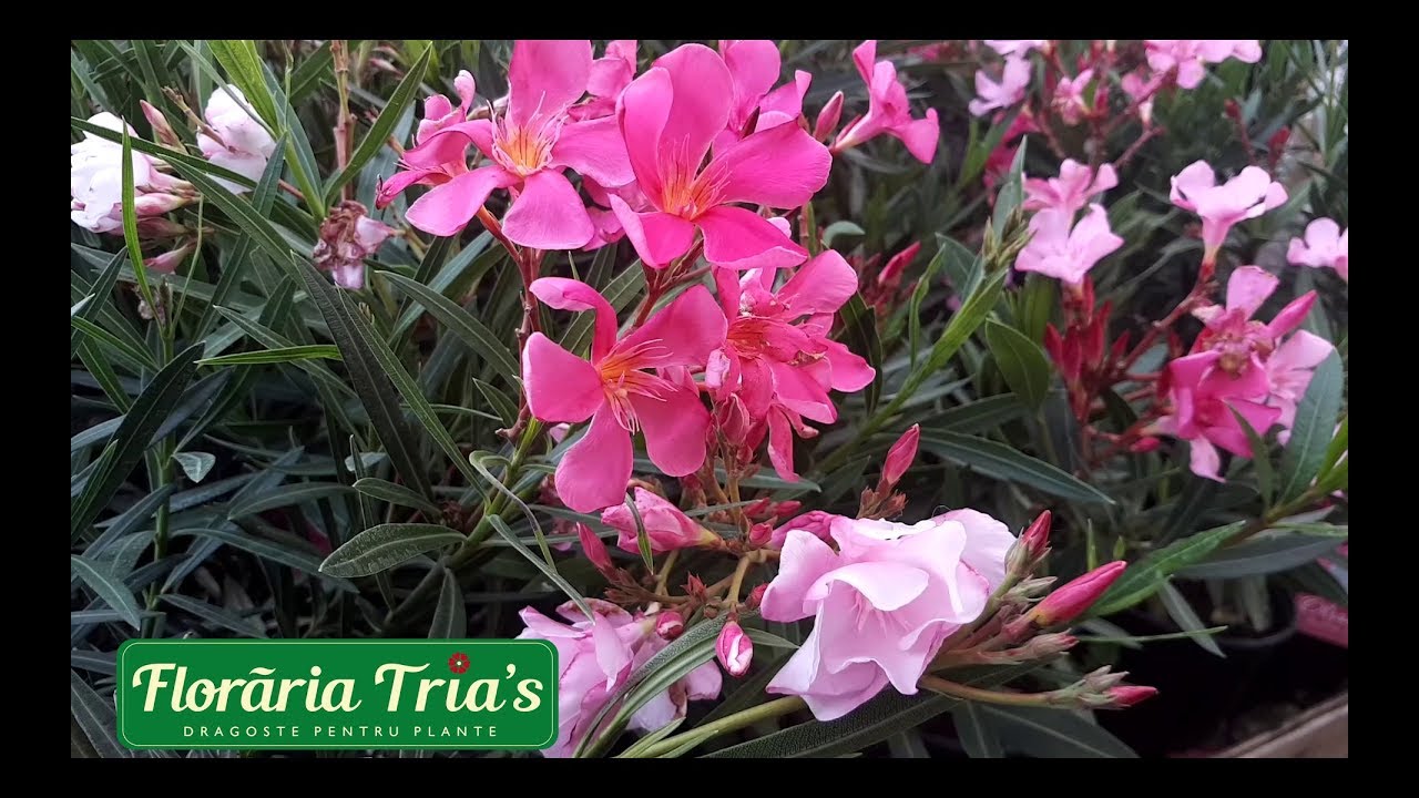 Floraria Tria's: Ingrijire leandru