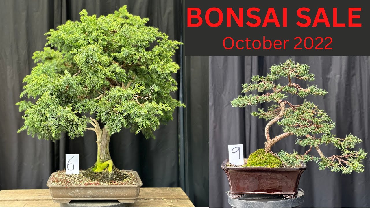 SOLD OUT- Bonsai For Sale - October 2022 - 9 items for sale - Melbourne Victoria