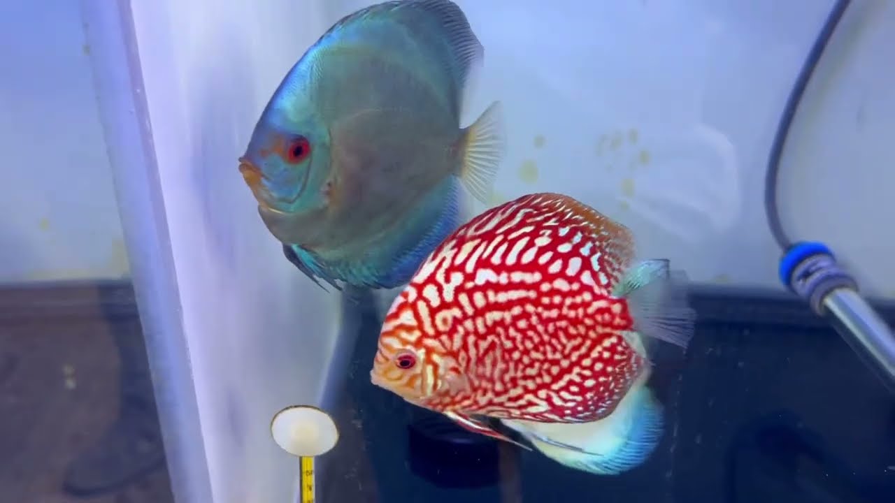 Dk discos / increibles peces disco/ 15000 el mas caro 😱😱😱