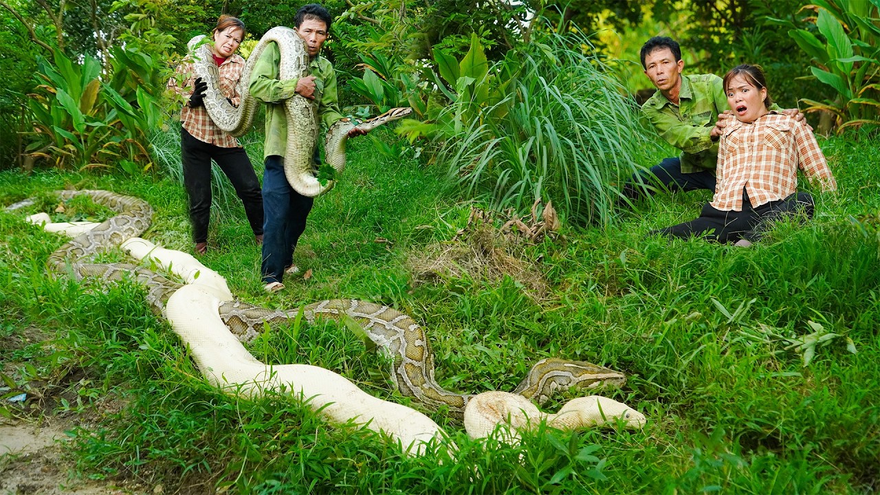 72 Hours of Terror 😱 Giant Albino Python Attacks the Village — Farmers Fight Back to Save the Farm!