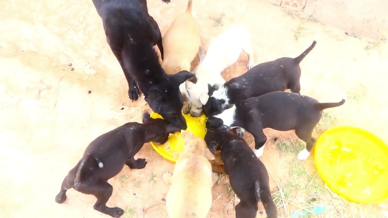 Feeding poor family puppies | Rescue dogs 17