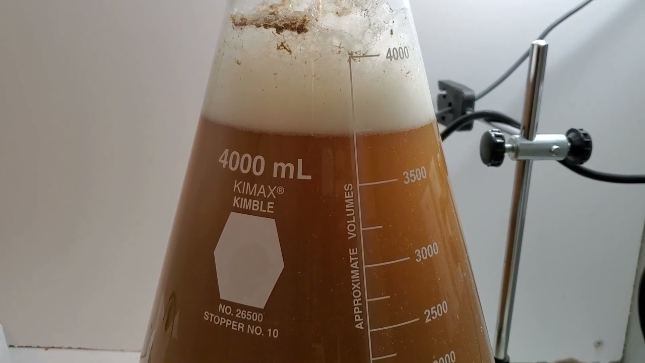 Growing a Pitchable Homebrew Yeast Starter from Slant