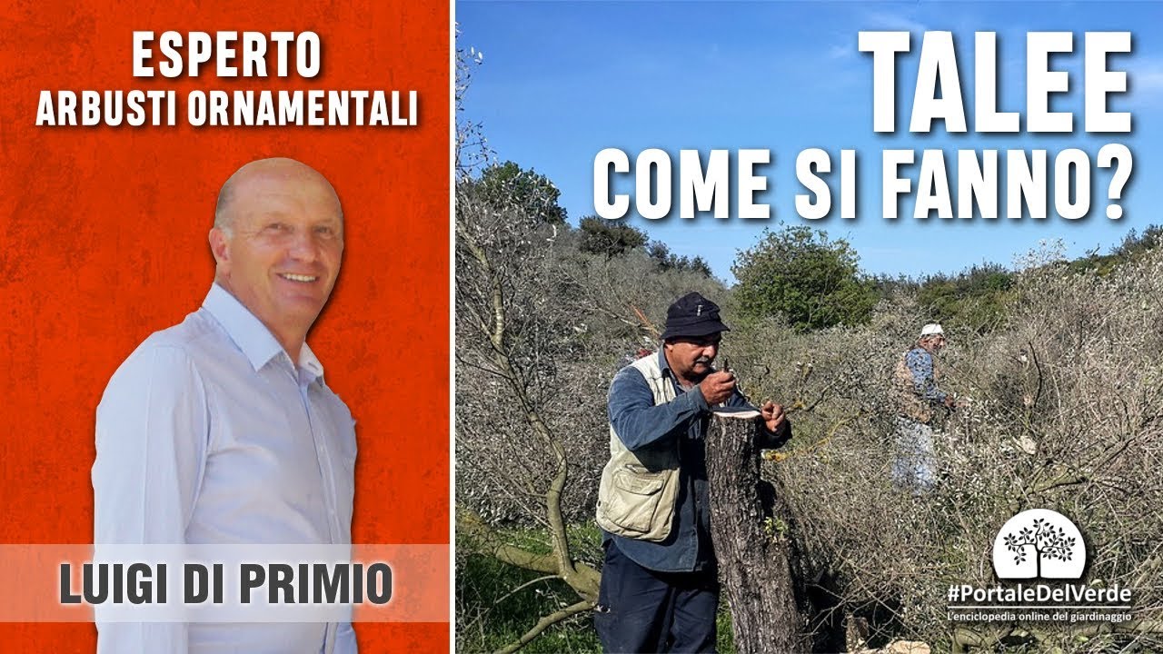 Come si fanno le talee?