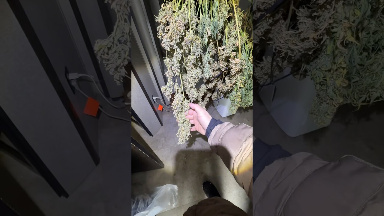 Собрал урожай! Авто-фем😎 #семена#купитьсемена#конопля#каннабис