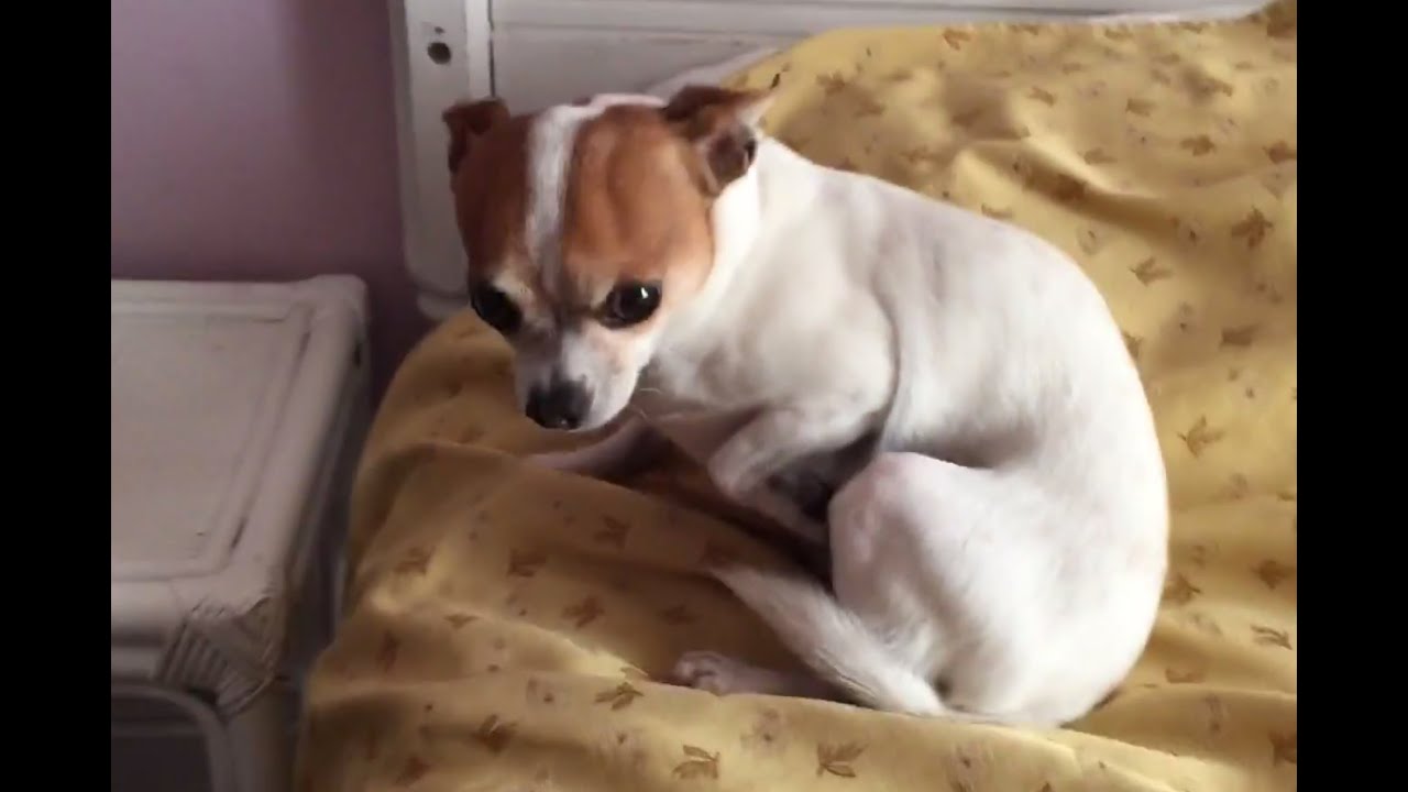Guilty Chihuahua