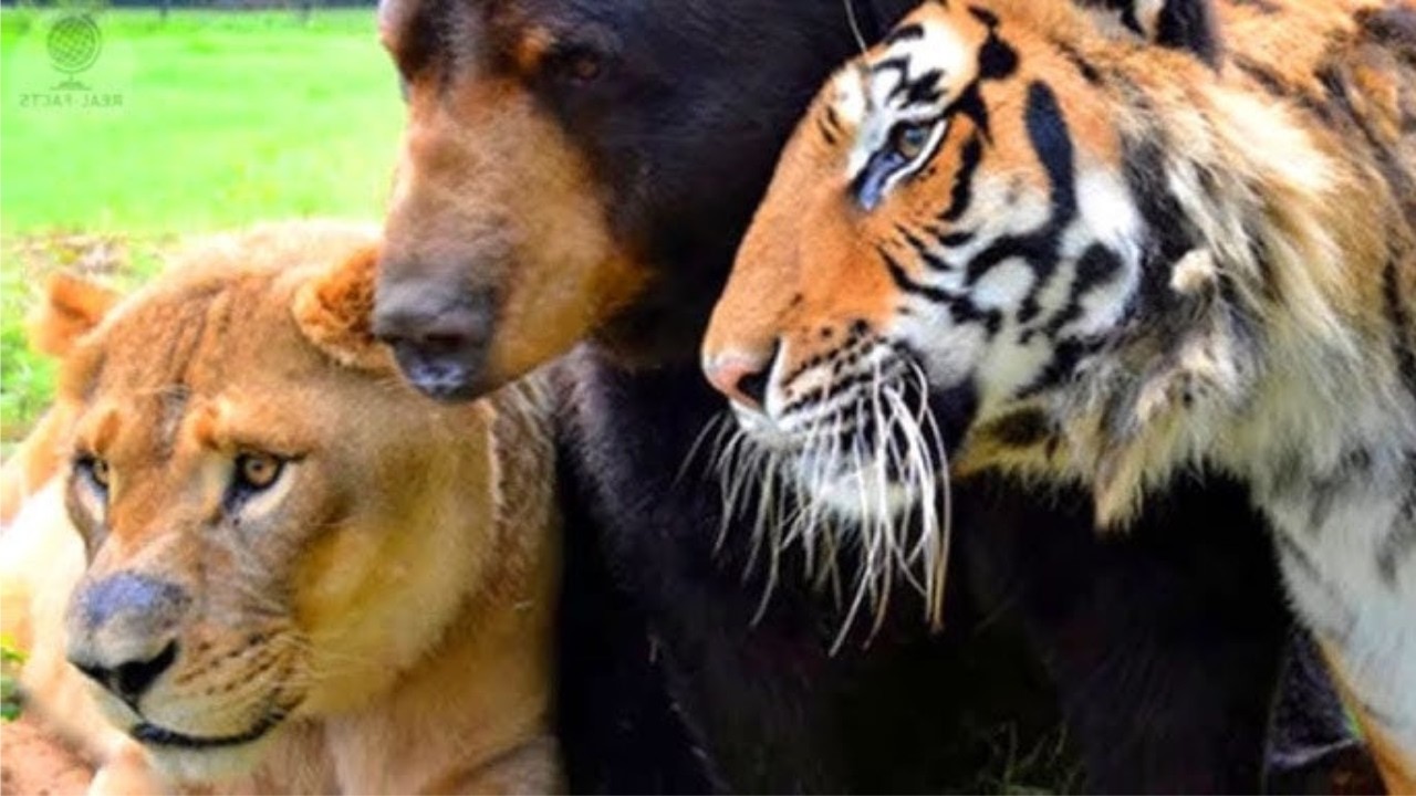 Unbelievable Animal Friendships: The Strangest Bonds in the Animal Kingdom!