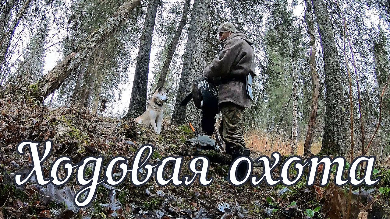 Ходовая охота на боровую дичь. Фотоловушки. Один в тайге. ЗСЛ.