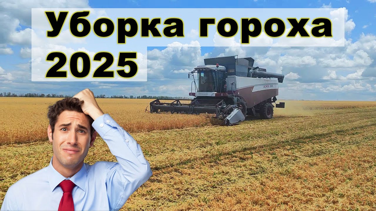 Уборка гороха 2025