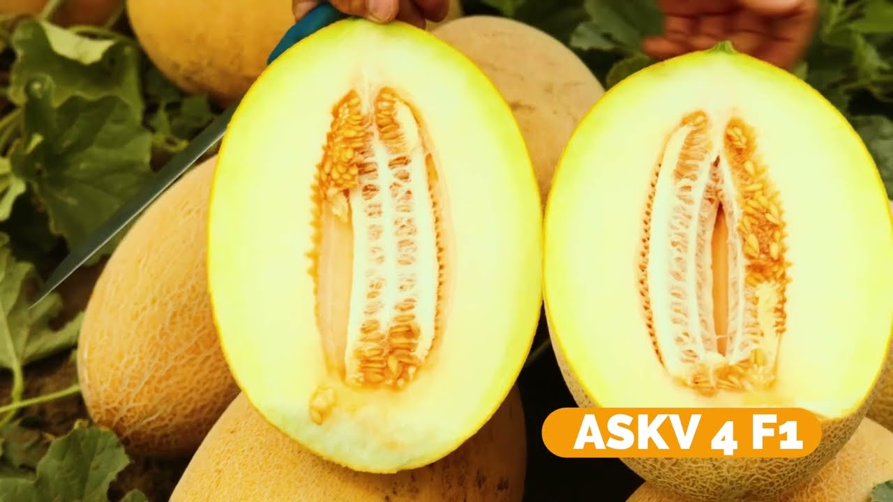 Zašto Proizvoditi DINJE? - Da li se ISPLATI ili je LAKO? - Evo Zašto Proizvođači VOLE DA GAJE DINJE!