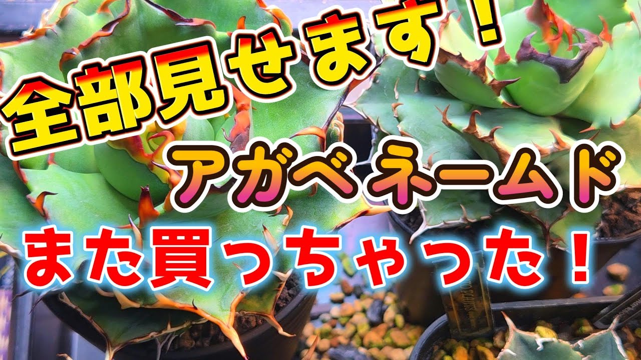 全部見せます！レアだけど買えた！アガベネームド紹介！アガベ チタノタ オテロイ ビザールプランツ 塊根 株 イベント agave