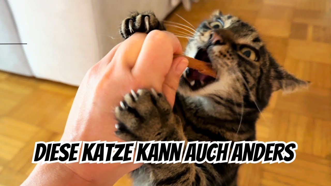 Kuschi dreht total ab wegen diesen Dingern und beißt mir in den Finger…