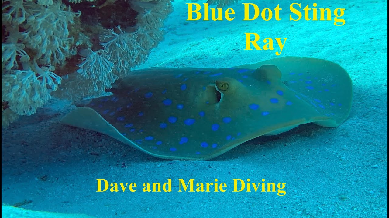 Blue Dot Ribbon Tail Sting Ray at Marsa Nakari, June 2023