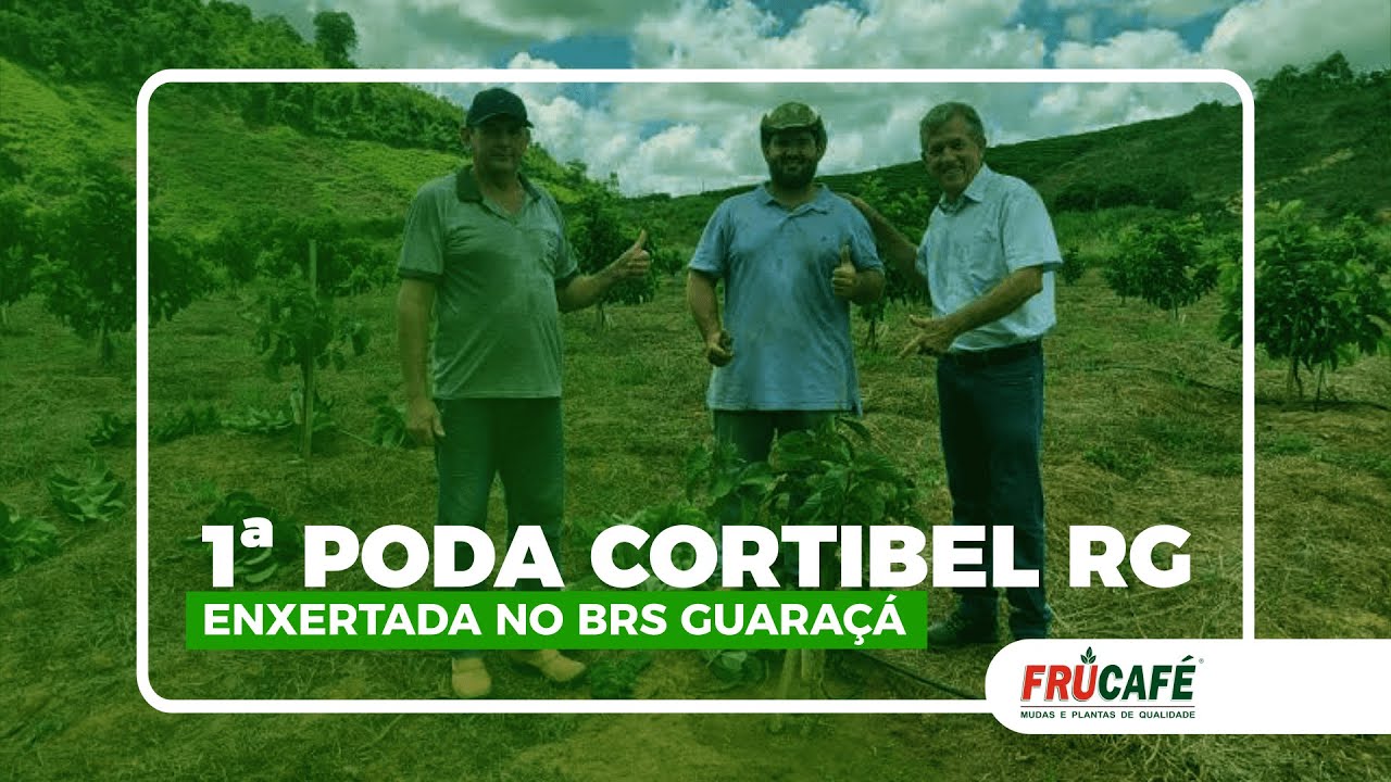 1ª Poda na Cortibel RG Enxertada no BRS Guaraçá.