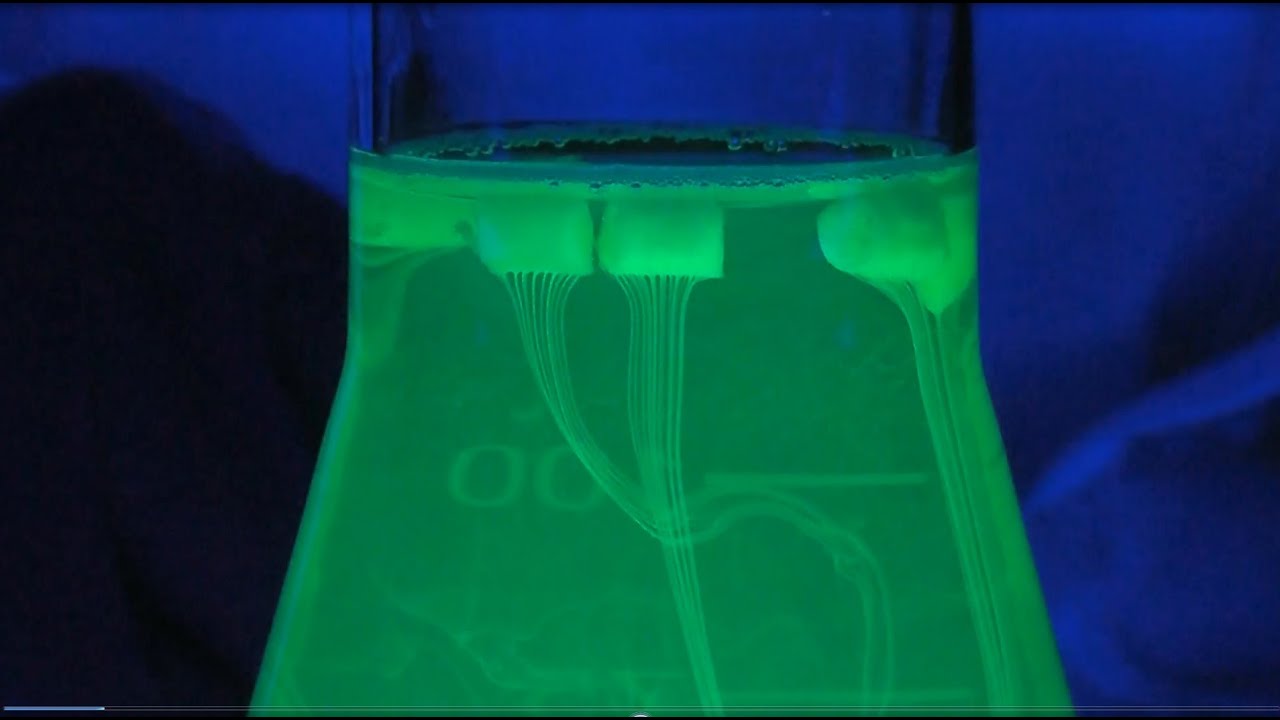 Zauberhafte Physik: Fluoreszenz und Fast Forward Science 2014