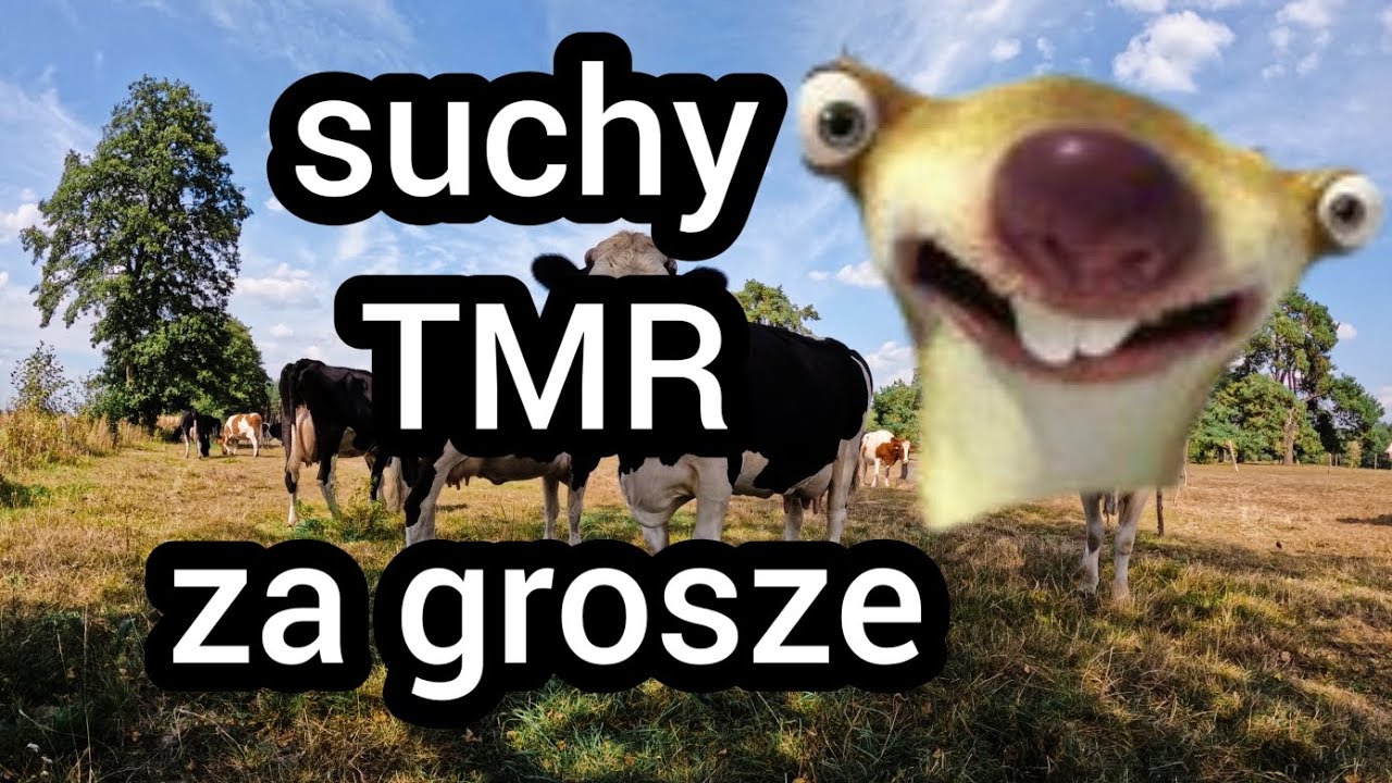 BYDŁO MLECZNE #SUCHY TMR- PEŁEN SKŁAD ORAZ PRODUKCJA, CIELETA W SZOKU!!!