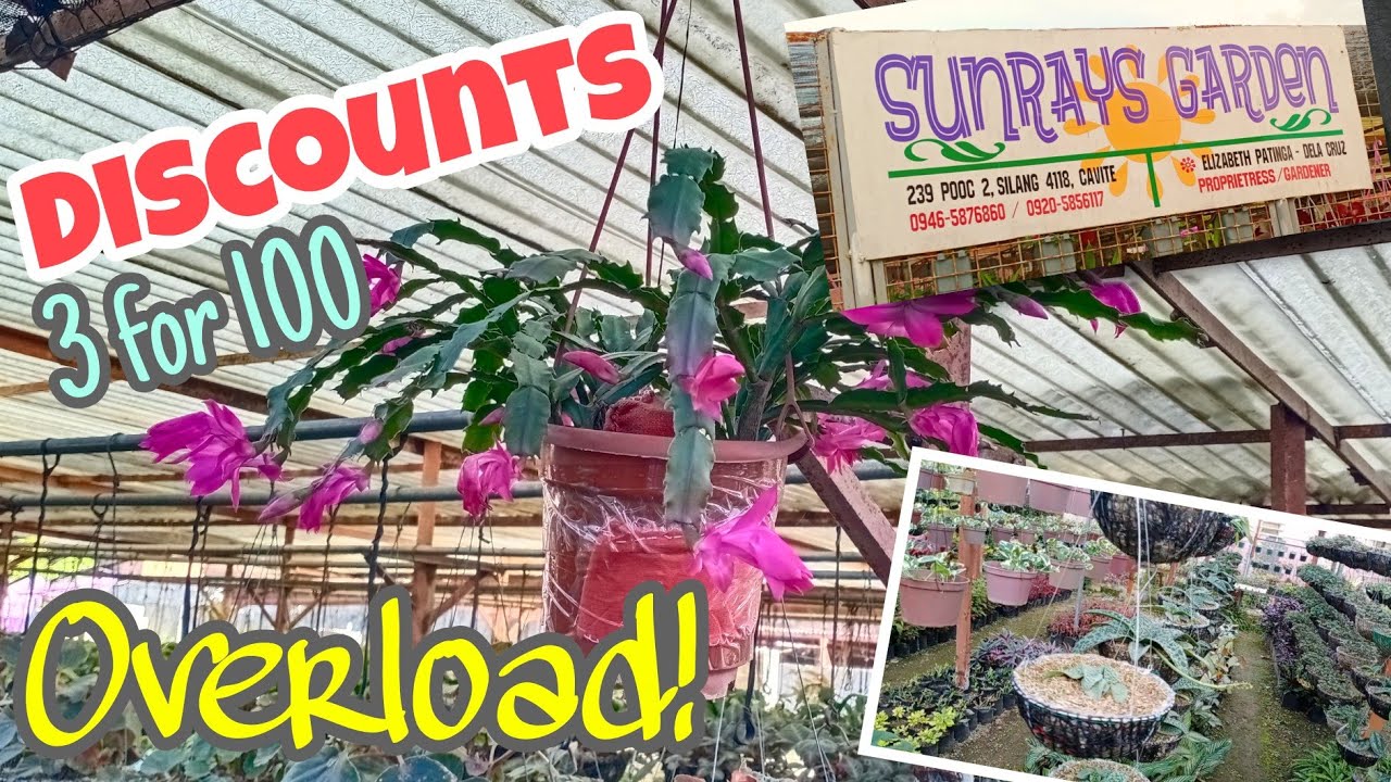 Overloaded discount sa Sunray's Garden! Pooc 2, Silang, Cavite. #hangingplants #plantita #gardentour