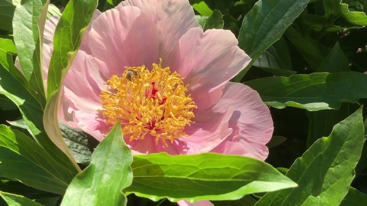 Det livsviktiga surret - om pollinat&ouml;rer