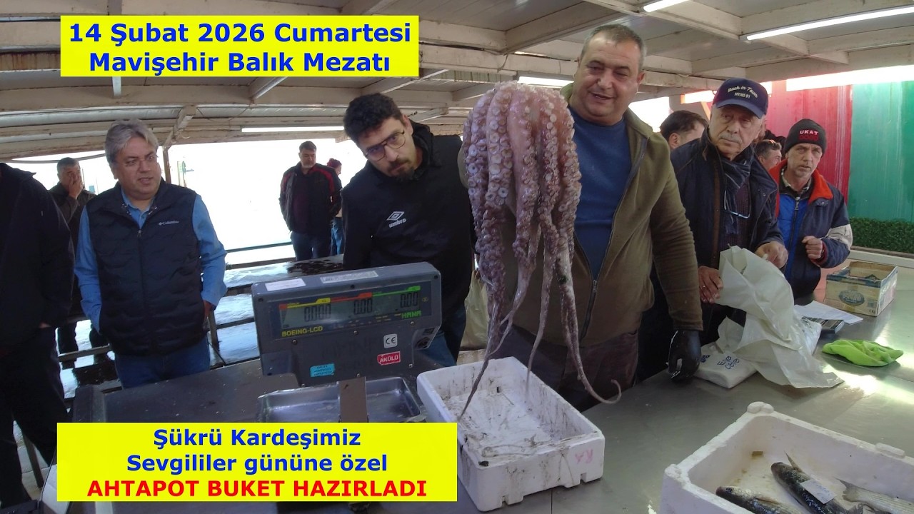MAVİŞEHİR BALIK MEZATINA DEV AHTAPOTLAR DAMGA VURDU. 14 ŞUBAT 2026 CMTS.
