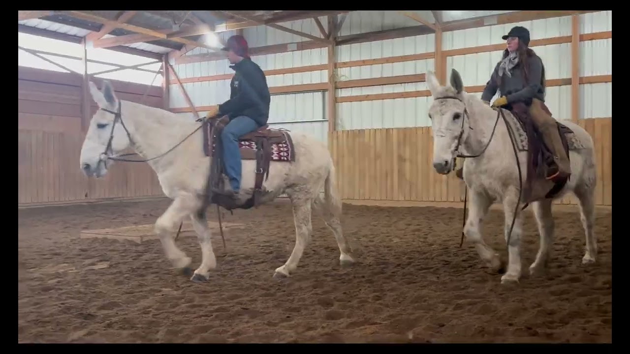 Rafter D Mules Wendy & Willow 