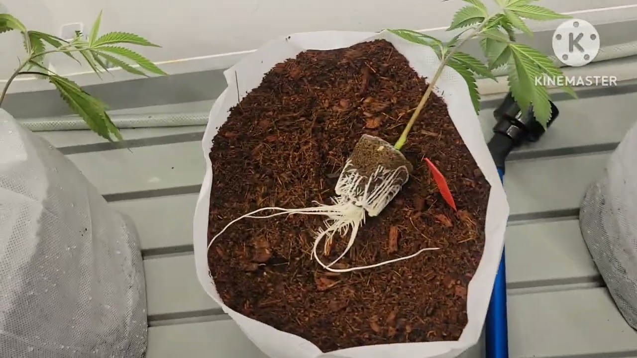 Growing In Coco Day 1