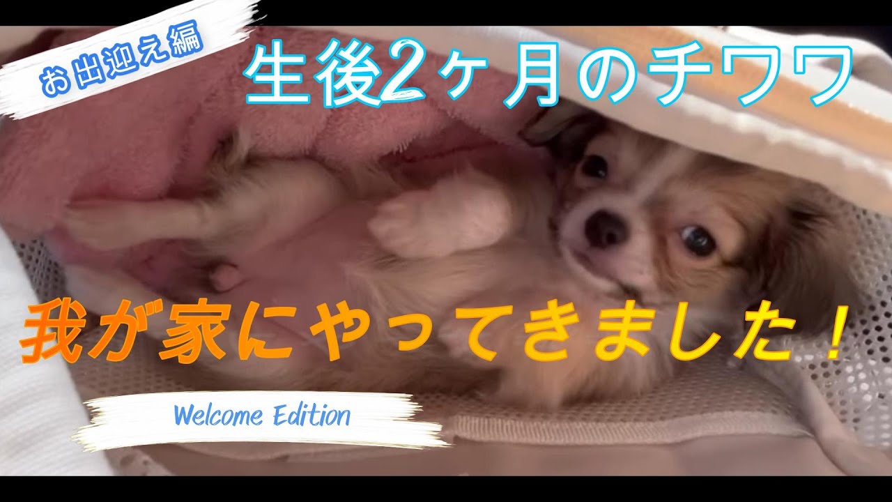 【お迎え初日】Welcome Chihuahua！生後2ヶ月の可愛いチワワが我が家にやってきました！