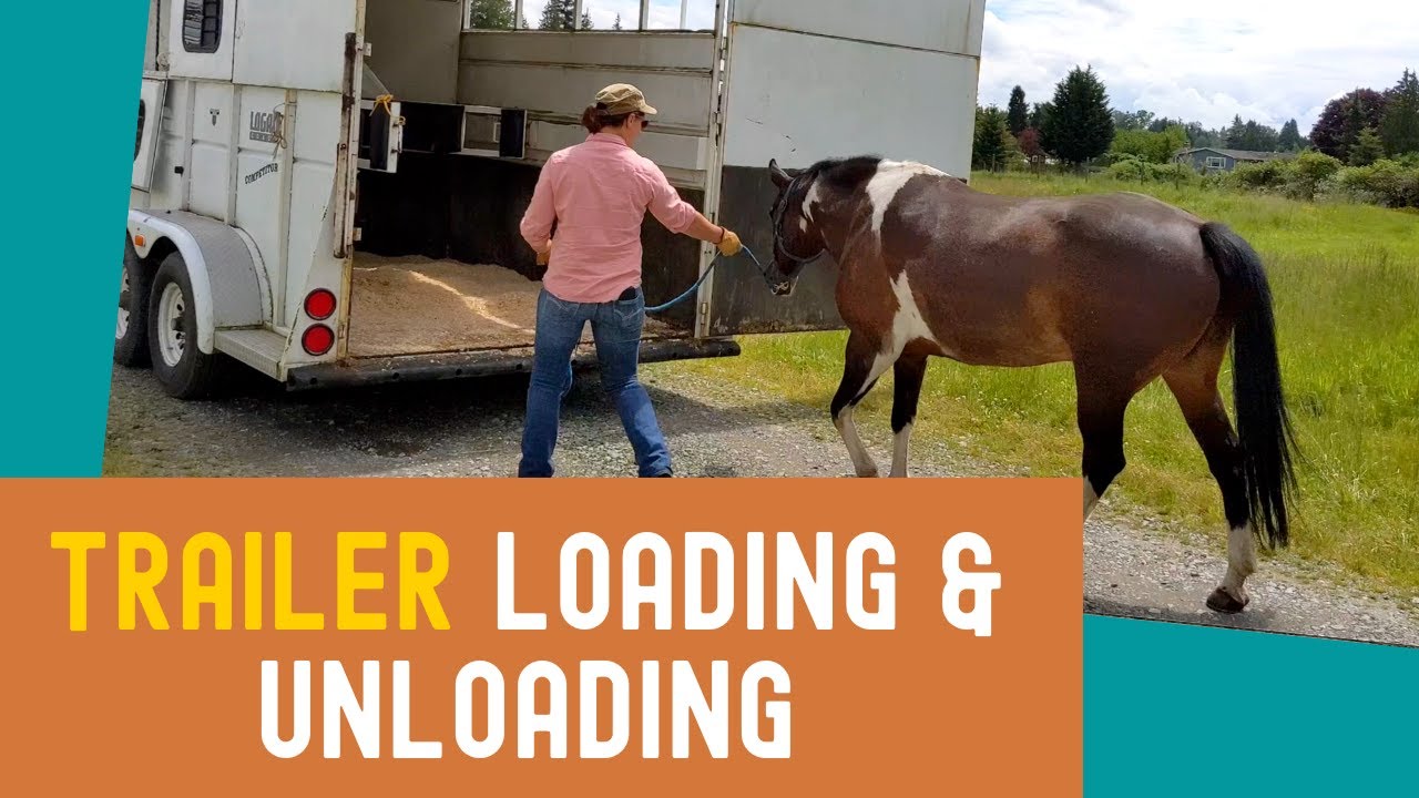 How to load & unload a horse in a trailer safely