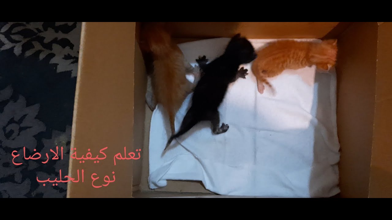 طريقة ارضاع القطط الصغيره بدون امهم بالتفصيل و معلومات مهمه عن نوع الحليب  و سبب ترك القطه للكيتنز